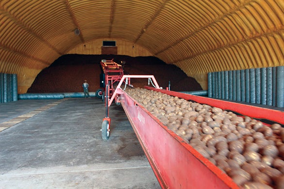 Potatoes in storage